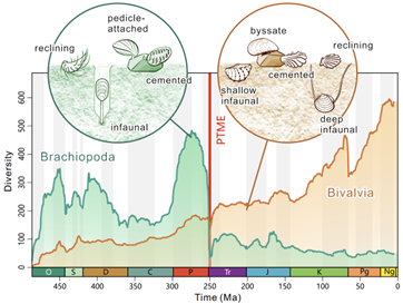 Diversities of brachiopods and bivalves through the time of the brachiopod-bivalve switch near the Permian-Triassic boundary. Credit Zhen Guo et al